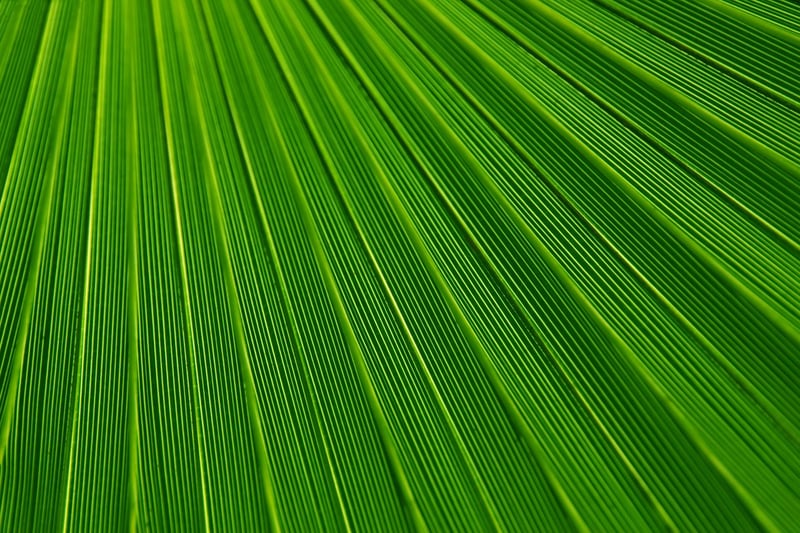 Botanical Line Drawings