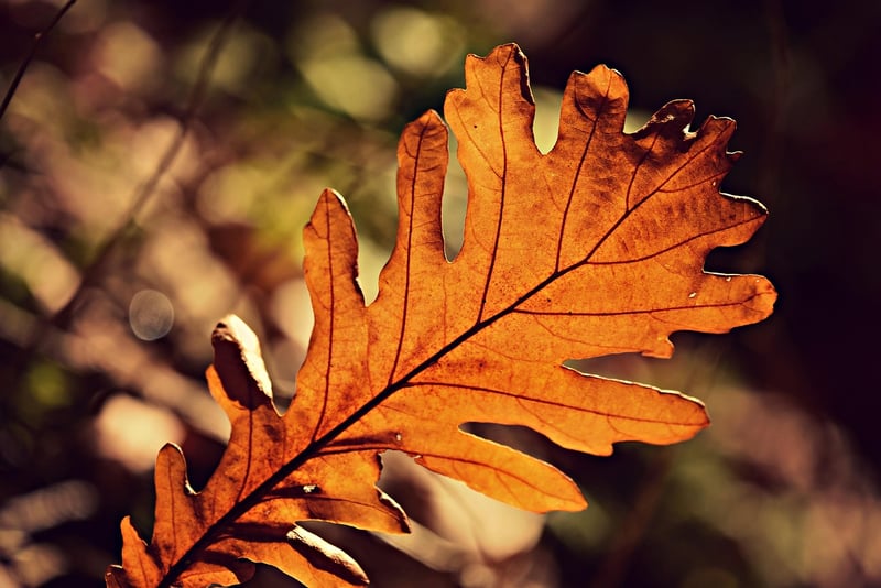 Leaf Pattern Art