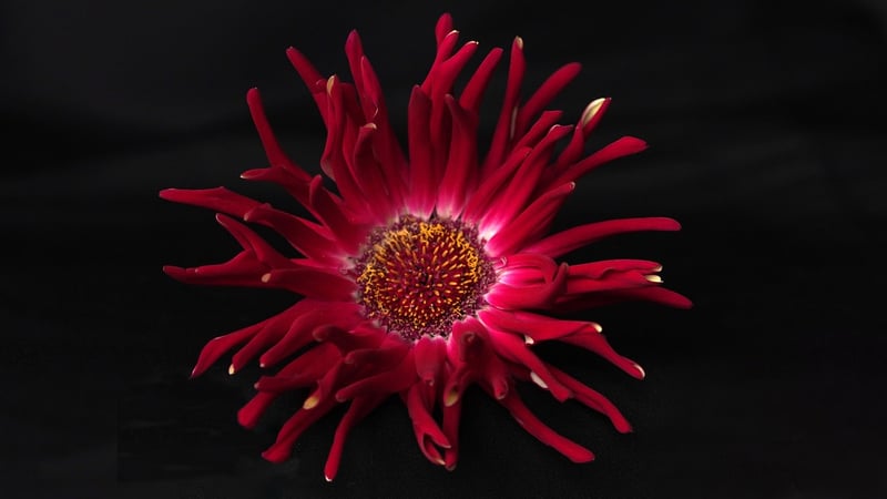 Botanical Illustration